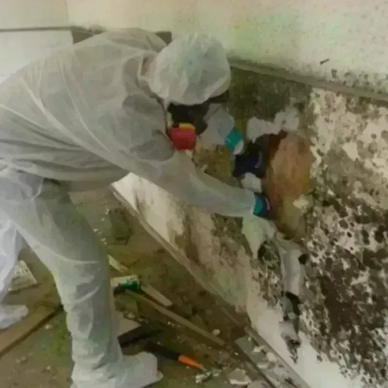 Mold Remediation and Removal in Minier, IL